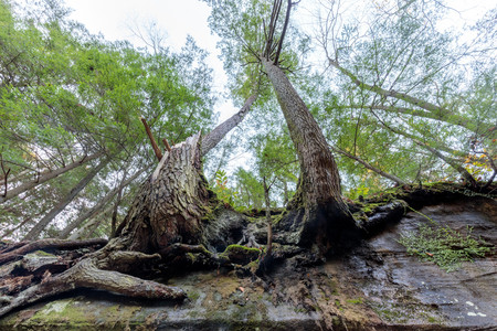 Tree Beats Rock.jpeg