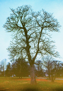 Tree, on film.jpeg